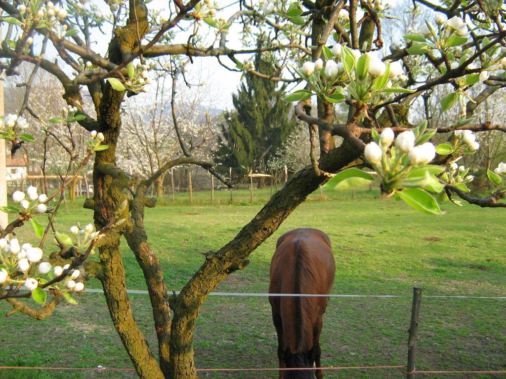 Fattoria Del Pino Bed & Breakfast ออร์ตาซันจูลิโอ ภายนอก รูปภาพ